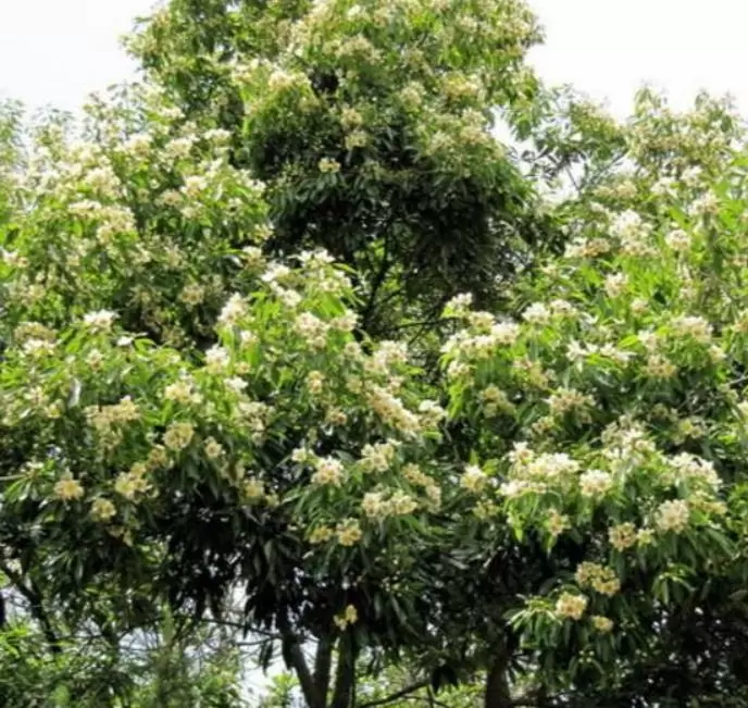 Schima superba - Planta do Chá, Árvore do Mel Schima, Needlewood - Imagem 2