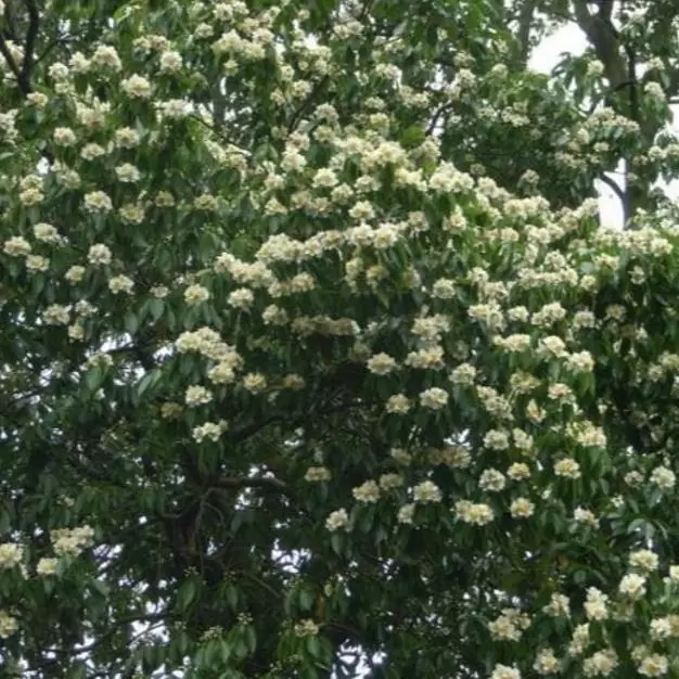 Schima superba - Planta do Chá, Árvore do Mel Schima, Needlewood - Imagem 3