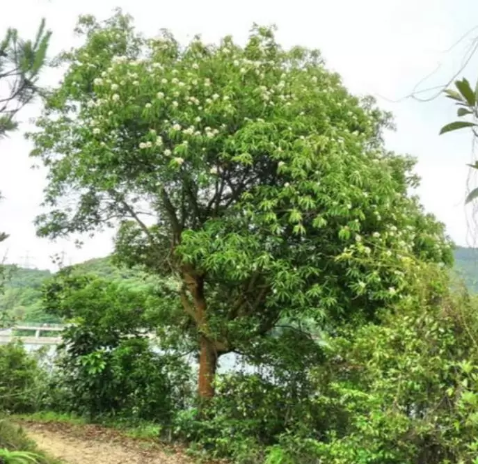 Schima superba - Planta do Chá, Árvore do Mel Schima, Needlewood - Imagem 5