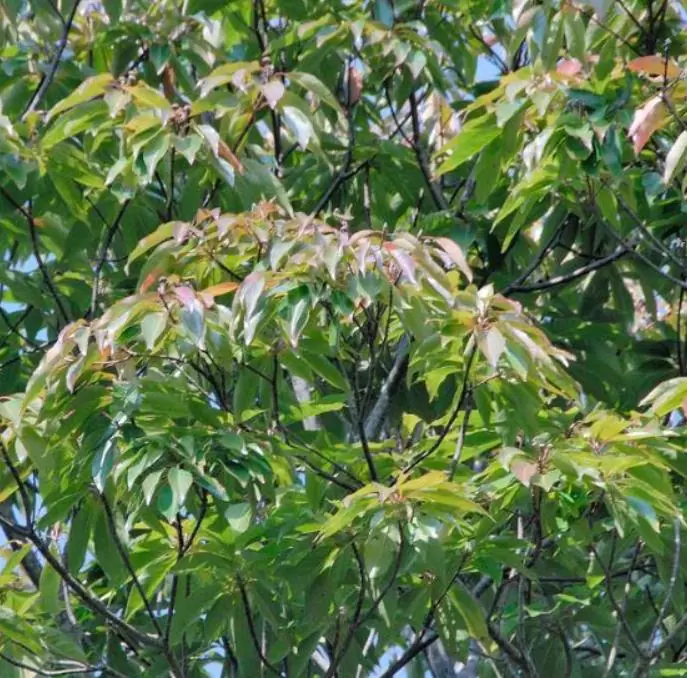 Schima superba - Planta do Chá, Árvore do Mel Schima, Needlewood - Imagem 6