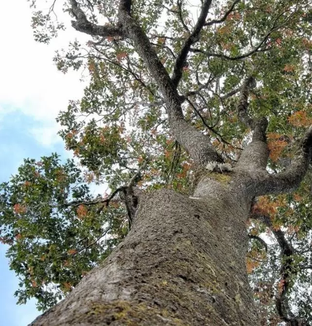 Schima superba - Planta do Chá, Árvore do Mel Schima, Needlewood - Imagem 7