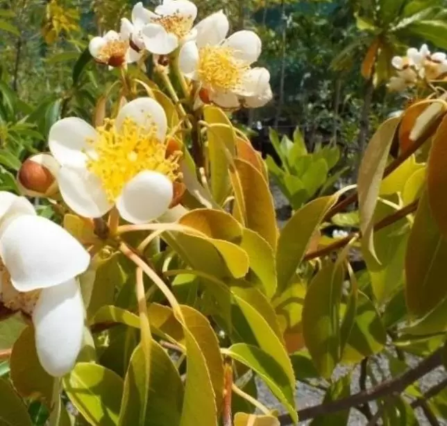 Schima superba - Planta do Chá, Árvore do Mel Schima, Needlewood - Imagem 8