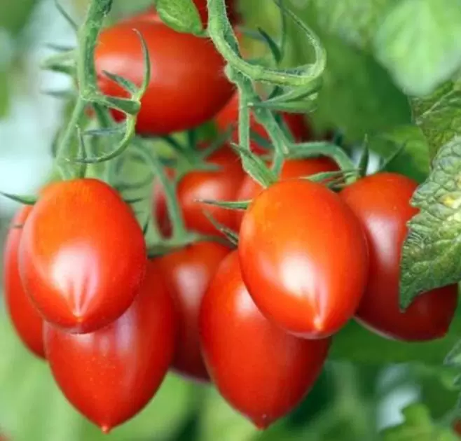 Solanum lycopersicon Amish Paste (Orgânico) - Tomate Pasta Amish, Tomate Amish Paste - Imagem 2