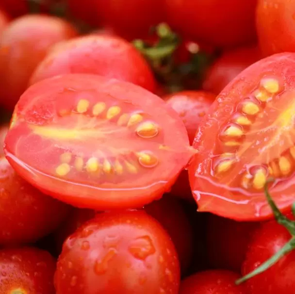 Solanum lycopersicon Amish Paste (Orgânico) - Tomate Pasta Amish, Tomate Amish Paste - Imagem 4