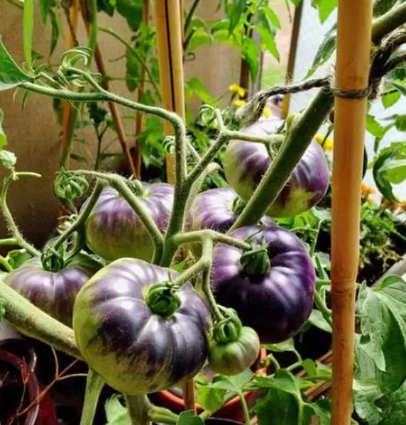 Solanum lycopersicon Blue beauty - Tomate azul Brad Gates, Tomate Beleza Azul,  Tomate Blue Beauty - Image 2