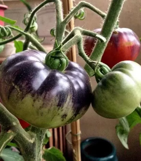 Solanum lycopersicon Blue beauty - Tomate azul Brad Gates, Tomate Beleza Azul,  Tomate Blue Beauty - Image 3