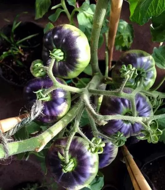 Solanum lycopersicon Blue beauty - Tomate azul Brad Gates, Tomate Beleza Azul,  Tomate Blue Beauty - Image 4