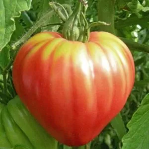 Solanum lycopersicon Oxheart Giant (C.O) - Tomate Gigante Coração-de-Boi, Tomate Coração de Boi Gigante