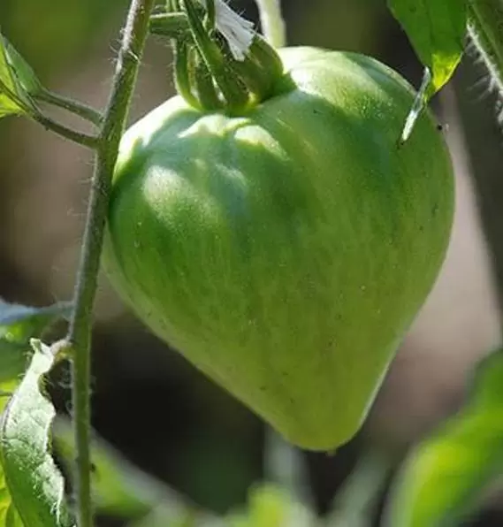 Solanum lycopersicon Oxheart Giant (C.O) - Tomate Gigante Coração-de-Boi, Tomate Coração de Boi Gigante - Image 3
