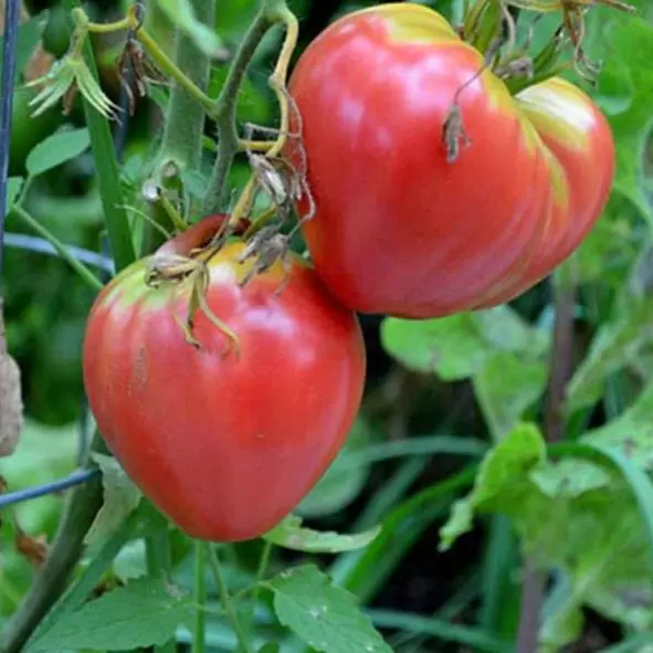 Solanum lycopersicon Oxheart Giant (C.O) - Tomate Gigante Coração-de-Boi, Tomate Coração de Boi Gigante - Image 5