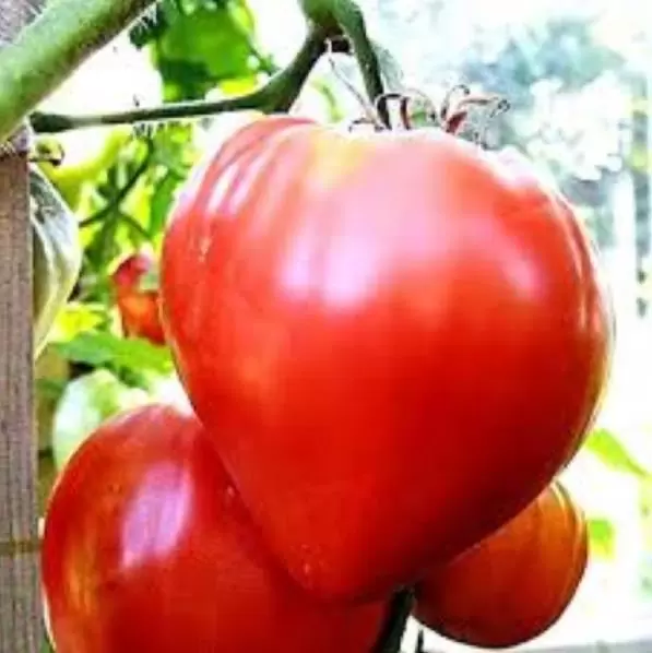 Solanum lycopersicon Oxheart Giant (C.O) - Tomate Gigante Coração-de-Boi, Tomate Coração de Boi Gigante - Image 6