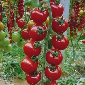 Solanum lycopersicon Pimpinellifolium C.O. (Certificação orgânica) - Tomate Groselha, Tomate cereja selvagem