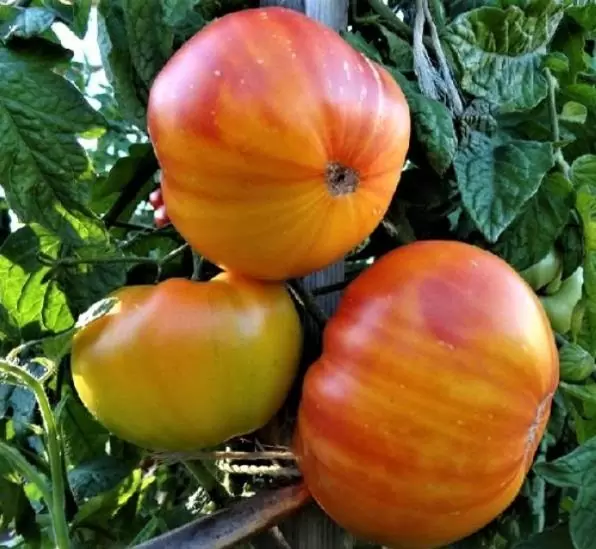 Solanum lycopersicon Pineaplle Striped - Tomate Abacaxi - Image 2