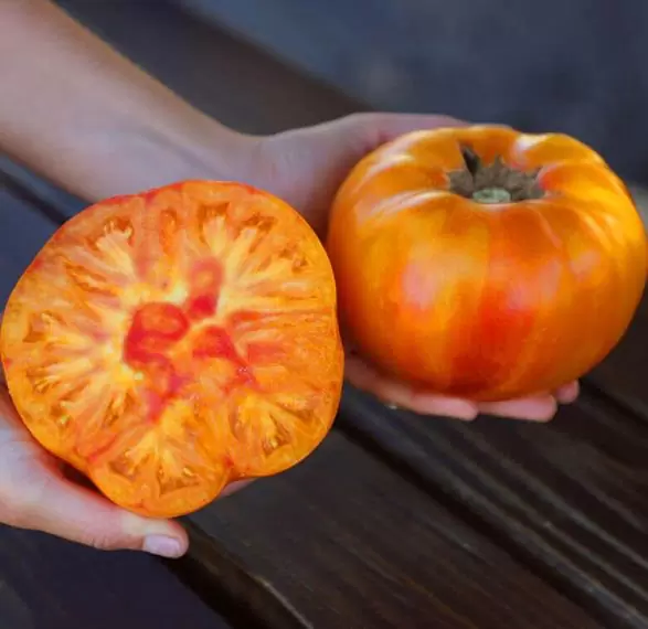 Solanum lycopersicon Pineaplle Striped - Tomate Abacaxi - Image 4