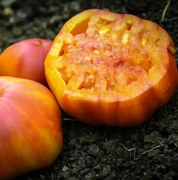 Solanum lycopersicon Pineaplle Striped - Tomate Abacaxi - Image 6