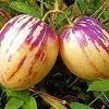 Solanum muricatum - Melão-Pera, Melão Andino, Melão dos Andes, Pepino doce