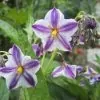 Solanum muricatum - Melão-Pera, Melão Andino, Melão dos Andes, Pepino doce - Image 2