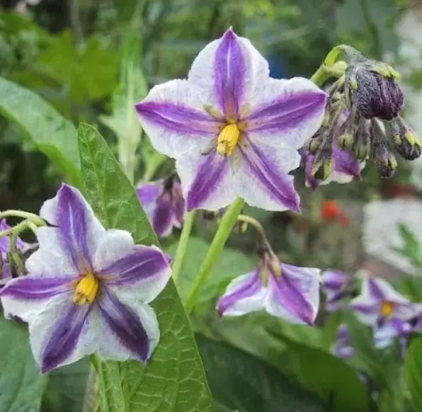 Solanum muricatum - Melão-Pera, Melão Andino, Melão dos Andes, Pepino doce - Image 2