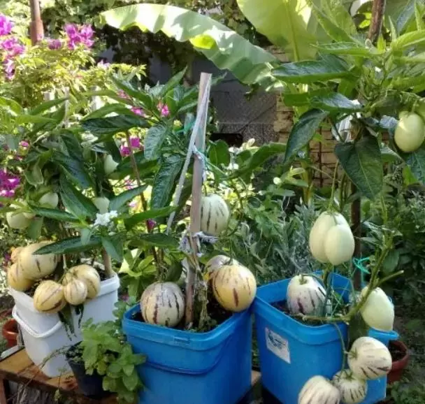 Solanum muricatum - Melão-Pera, Melão Andino, Melão dos Andes, Pepino doce - Imagem 3