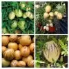 Solanum muricatum - Melão-Pera, Melão Andino, Melão dos Andes, Pepino doce - Image 5