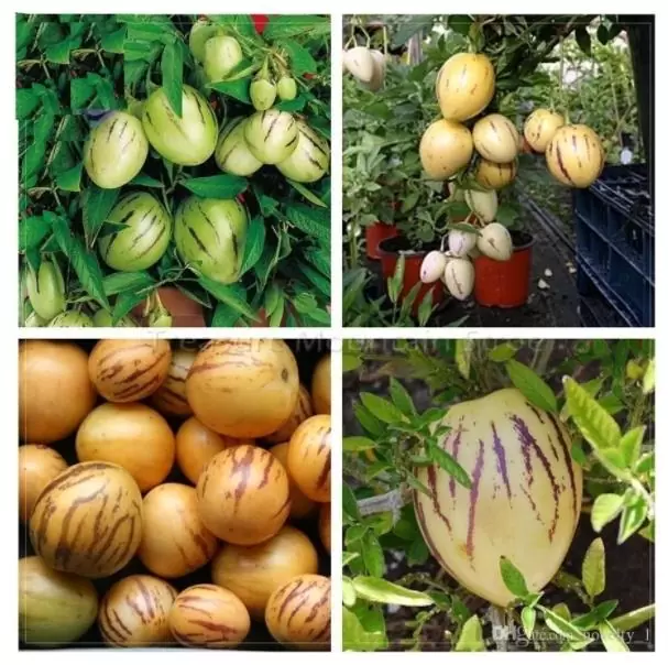 Solanum muricatum - Melão-Pera, Melão Andino, Melão dos Andes, Pepino doce - Imagem 5