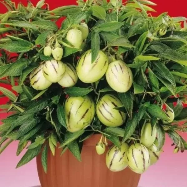 Solanum muricatum - Melão-Pera, Melão Andino, Melão dos Andes, Pepino doce - Image 6