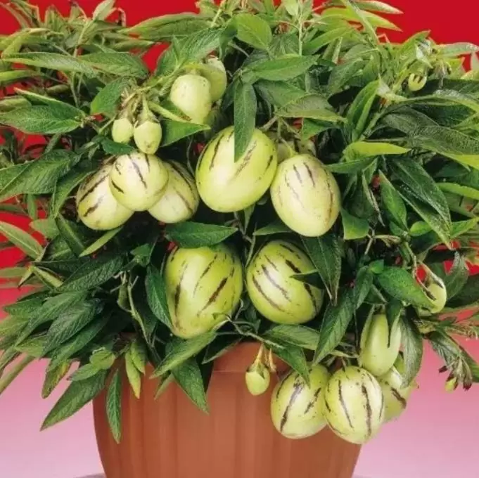 Solanum muricatum - Melão-Pera, Melão Andino, Melão dos Andes, Pepino doce - Imagem 6