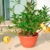 Solanum muricatum - Melão-Pera, Melão Andino, Melão dos Andes, Pepino doce - Image 7