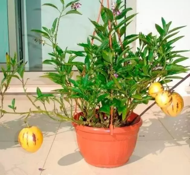 Solanum muricatum - Melão-Pera, Melão Andino, Melão dos Andes, Pepino doce - Imagem 7