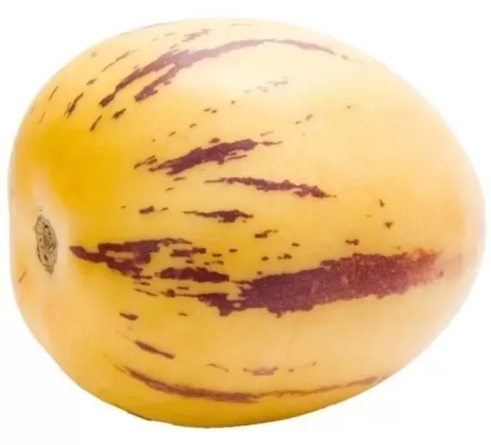 Solanum muricatum - Melão-Pera, Melão Andino, Melão dos Andes, Pepino doce - Imagem 8