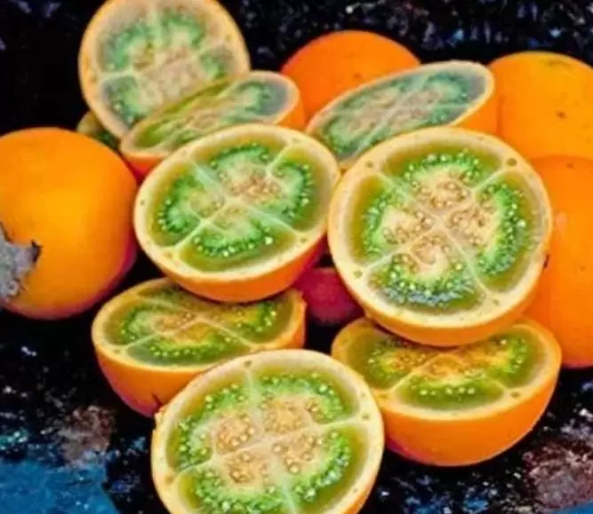 Solanum quitoense - Naranjilha de Quito, Lulo da Colômbia, Frutos de ouro dos Andes