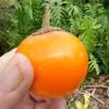 Solanum quitoense - Naranjilha de Quito, Lulo da Colômbia, Frutos de ouro dos Andes - Image 2