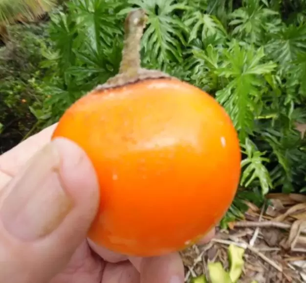 Solanum quitoense - Naranjilha de Quito, Lulo da Colômbia, Frutos de ouro dos Andes - Imagem 2