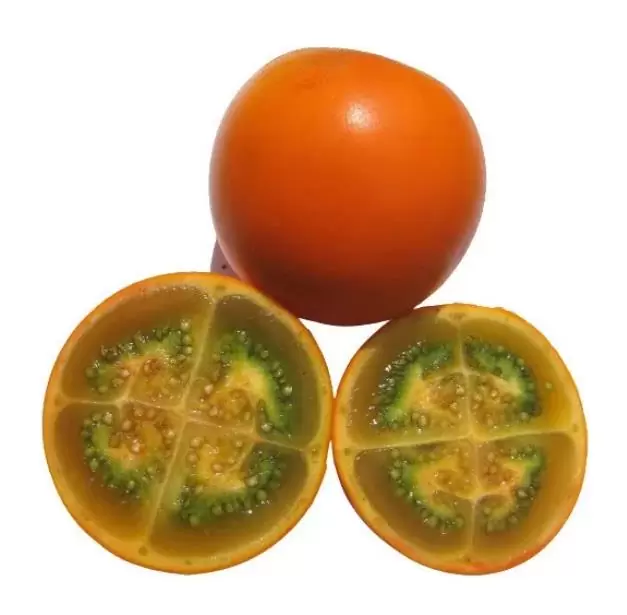 Solanum quitoense - Naranjilha de Quito, Lulo da Colômbia, Frutos de ouro dos Andes - Imagem 3