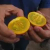 Solanum quitoense - Naranjilha de Quito, Lulo da Colômbia, Frutos de ouro dos Andes - Image 4