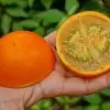 Solanum quitoense - Naranjilha de Quito, Lulo da Colômbia, Frutos de ouro dos Andes - Image 5