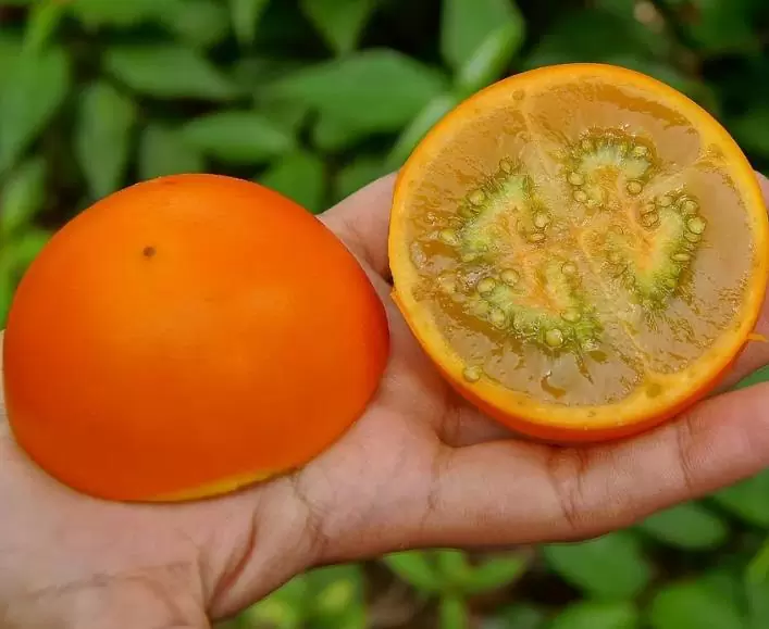 Solanum quitoense - Naranjilha de Quito, Lulo da Colômbia, Frutos de ouro dos Andes - Imagem 5