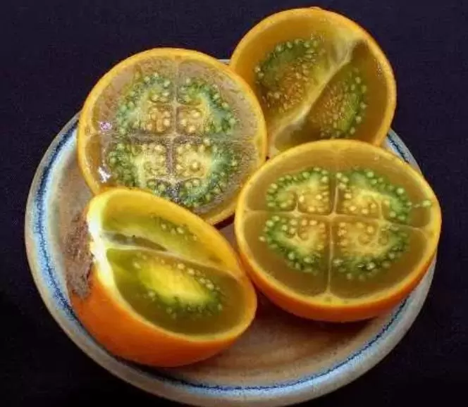 Solanum quitoense - Naranjilha de Quito, Lulo da Colômbia, Frutos de ouro dos Andes - Imagem 6