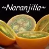 Solanum quitoense - Naranjilha de Quito, Lulo da Colômbia, Frutos de ouro dos Andes - Image 7