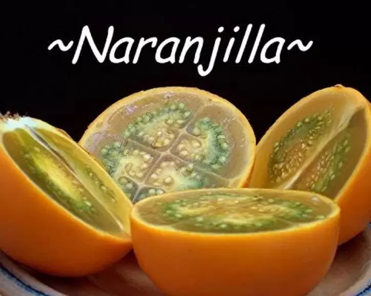 Solanum quitoense - Naranjilha de Quito, Lulo da Colômbia, Frutos de ouro dos Andes - Imagem 7