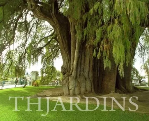 Taxodium huegelii (Taxodium mucronatum) - Cipreste de Montezuma - Imagem 4
