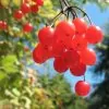 Viburnum trilobum - Cereja americana, Cranberry, Cramberry