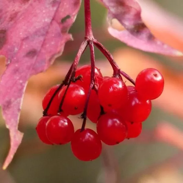 Viburnum trilobum - Cereja americana, Cranberry, Cramberry - Image 2
