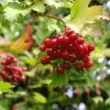 Viburnum trilobum - Cereja americana, Cranberry, Cramberry - Image 4