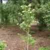 Viburnum trilobum - Cereja americana, Cranberry, Cramberry - Image 5