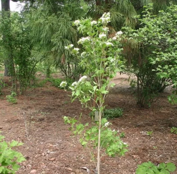 Viburnum trilobum - Cereja americana, Cranberry, Cramberry - Image 5