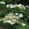 Viburnum trilobum - Cereja americana, Cranberry, Cramberry - Image 6