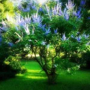 Vitex agnus-castus - Árvore da Castidade, Flor da Castidade, Vitex Agno-Casto