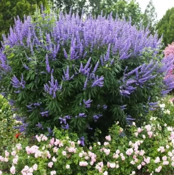 Vitex agnus-castus - Árvore da Castidade, Flor da Castidade, Vitex Agno-Casto - Imagem 3