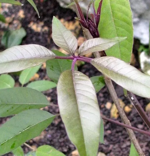 Vitex negundo - Árvore da Castidade de 5 Folhas, Nirgundi, Huang Ping - Imagem 2